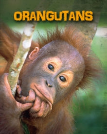 Orangutans by Buffy Silverman